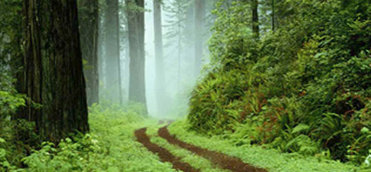 Counseling, Therapy, Issues, PTSD
